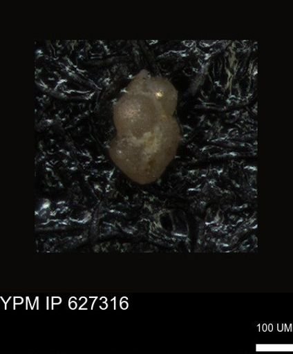 undet. Foraminiferida