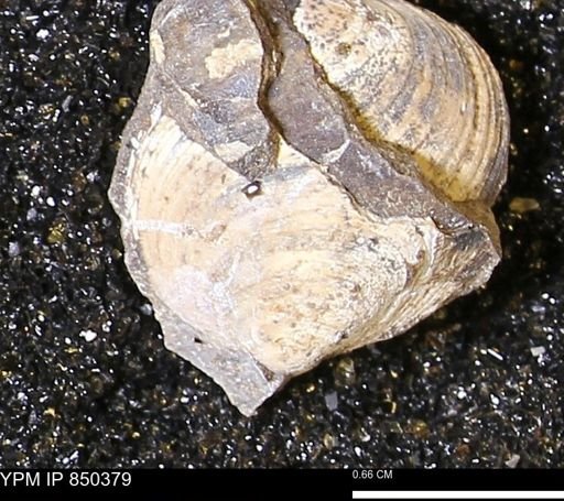 Limopsis striatopunctatus