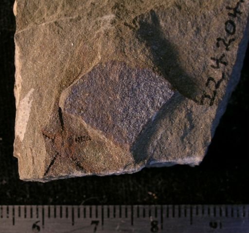 Stephanoura belgica