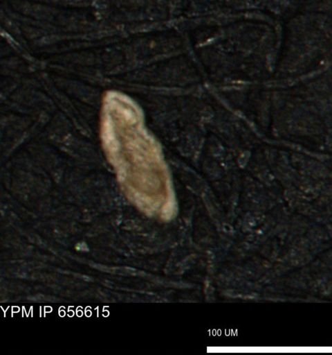 Spirolocammina planula