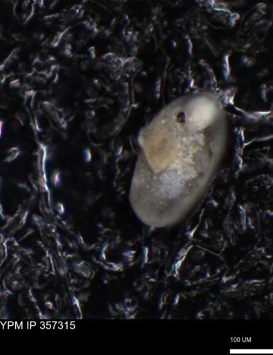 undet. Foraminiferida