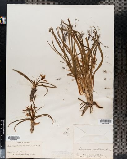 Leucocrinum