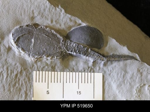Castericystis vali