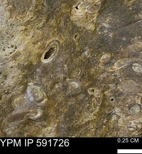 Serpulidae