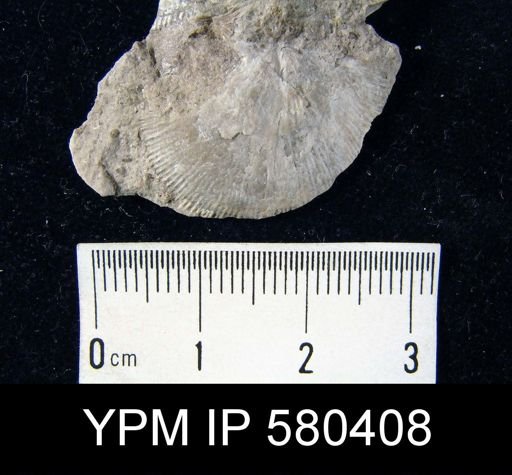 undet. Strophomenida