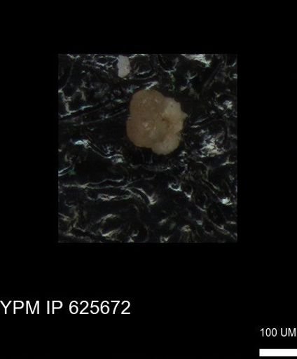 undet. Foraminiferida