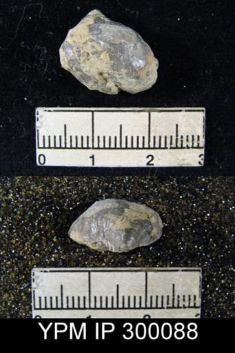 Marginifera sublaevis
