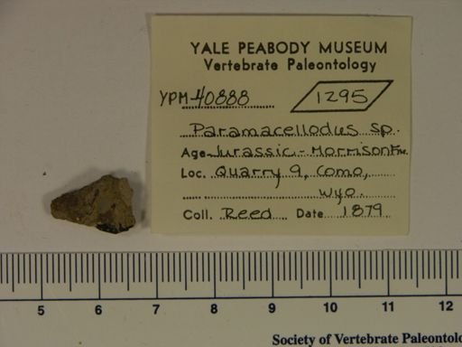 Paramacellodus sp.
