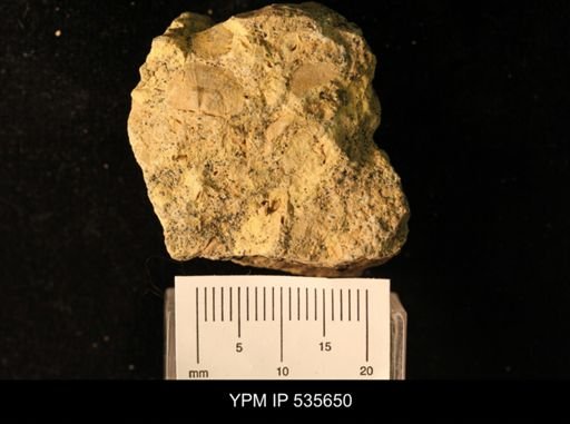 Billingsella coloradoensis
