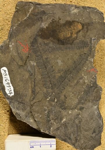 Pecopteris sp.