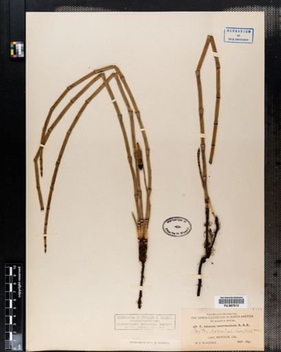 Equisetum hyemale