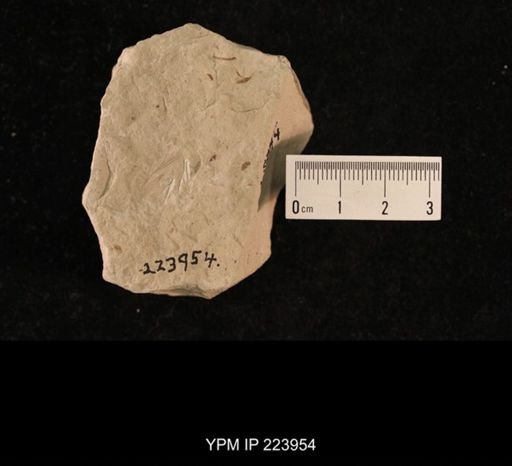 Liomopterum ornatum