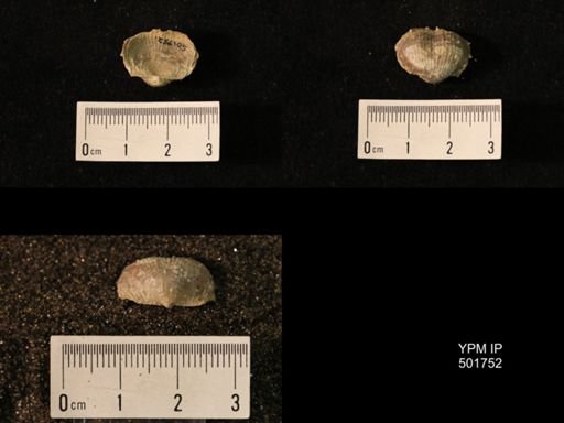 Marginifera lasallensis
