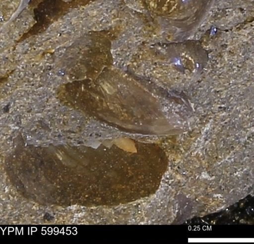 Protocardia subquadrata