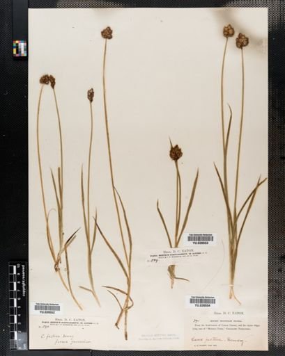 Carex