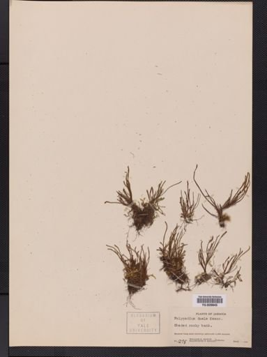 Polypodium