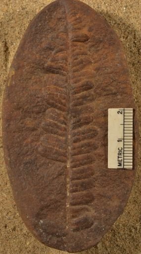 Pecopteris