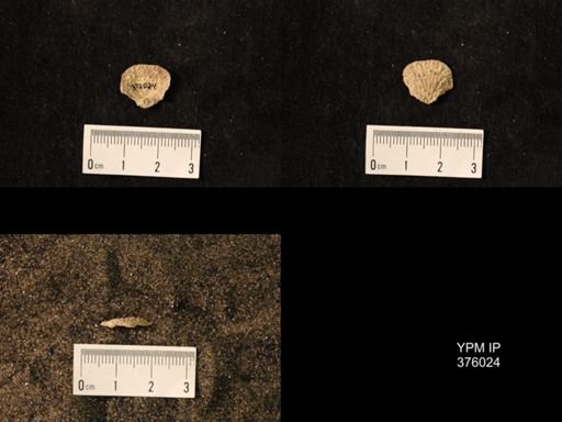 Pustula nebrascensis