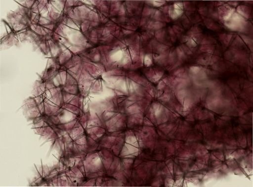 Ectyoplasia ferox