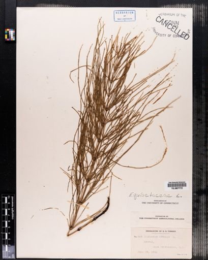 Equisetum arvense