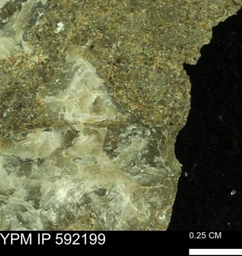 Ostrea translucida?