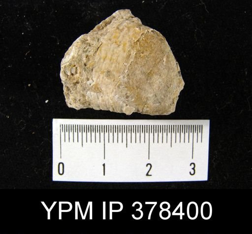Prorichthofenia likharewi