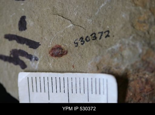 Arthropoda?