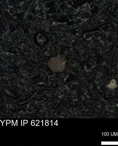 undet. Foraminiferida