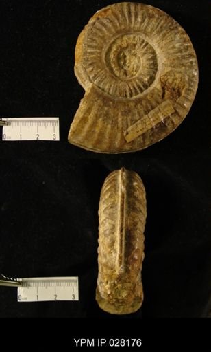 Sonninia cf. spinifera