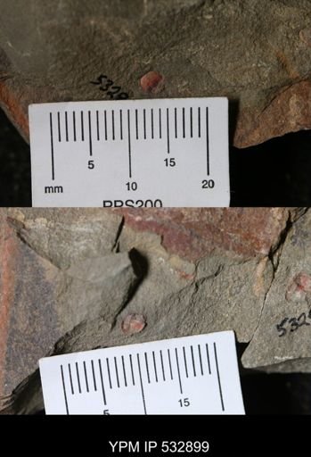 undet. Trilobita