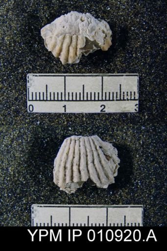 Meekella attenuata