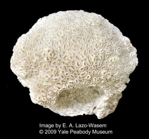 Dichocoenia stokesii