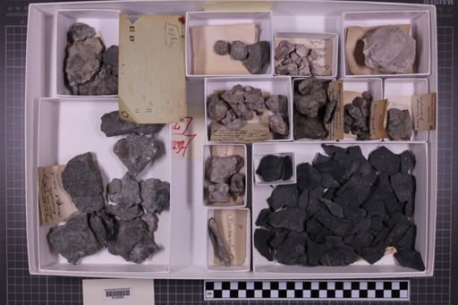 mixed taxa, stratigraphic collection