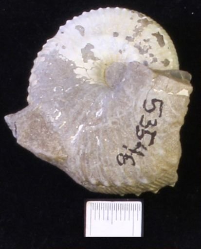 undet. Scaphitidae