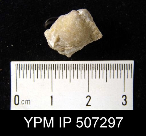 Nucleospira concinna