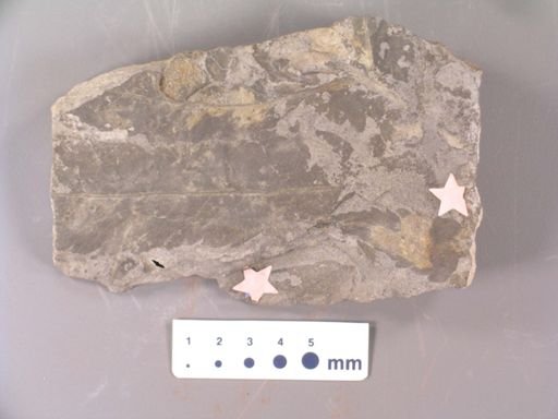 Acrostichum haddeni
