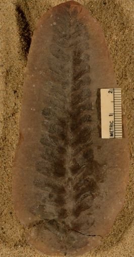 Lepidostrobophyllum majus