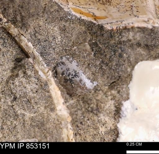 Limopsis striatopunctatus