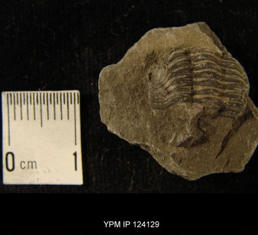 Phacops rana