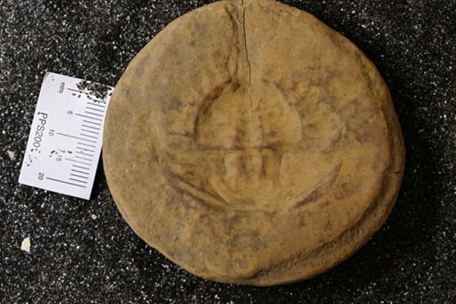 Euproops danae