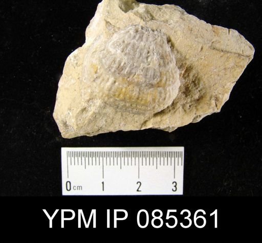 Juresania nebrascensis