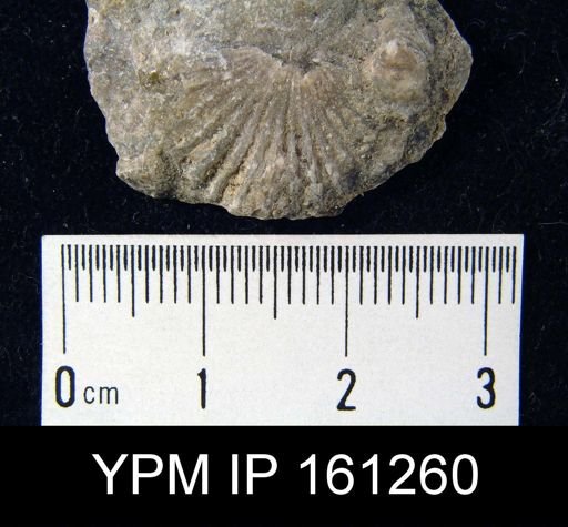 Orthis flabellites