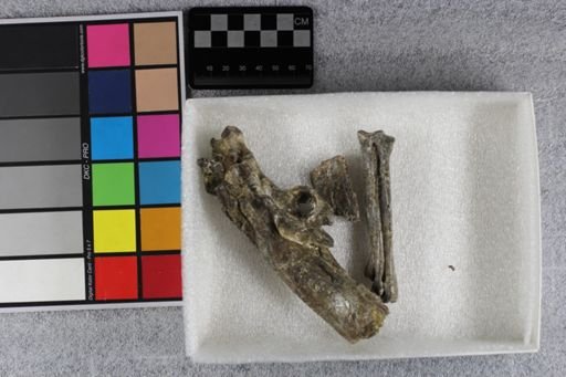 Hesperornis bairdi