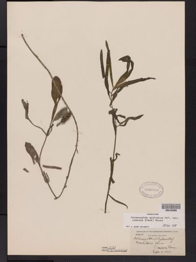 Potamogeton epihydrus var. ramosus