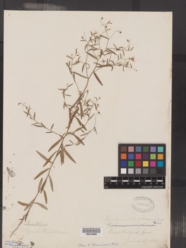 Campanula aparinoides