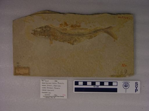 Leptolepis dubius