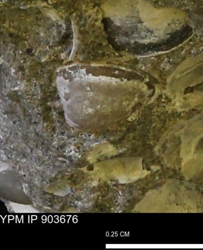 Corbulamella sp.