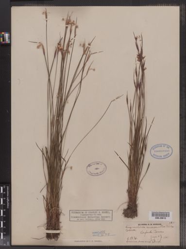 Sisyrinchium mucronatum