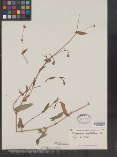 Polygonum sagittatum