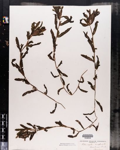 Potamogeton crispus